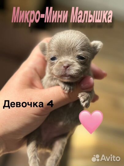 Шикарные дети чихуахуа