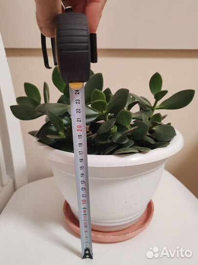 Крассула толстянка