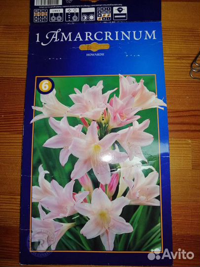 Амаркринум