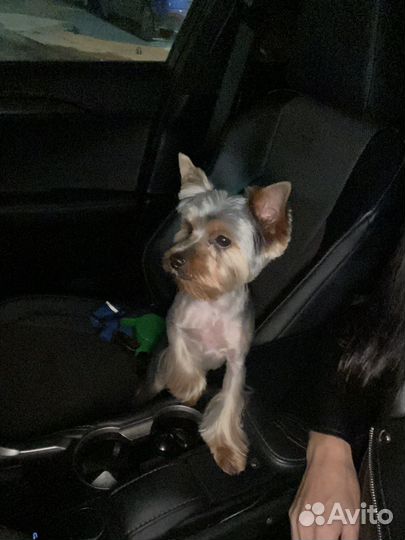 Йоркширский терьер вязка