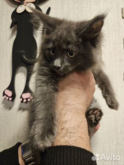 Котята мейн-кун два парня вакантны