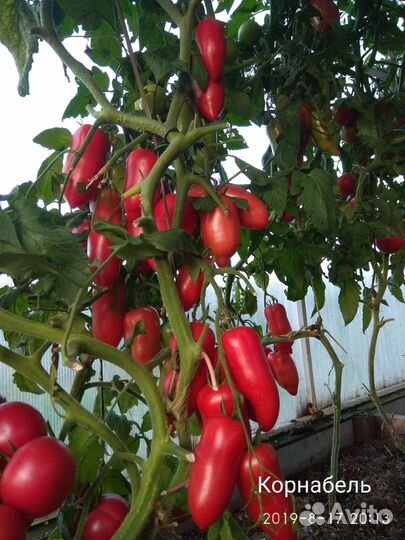 Семена томата Корнабель F1 Франция