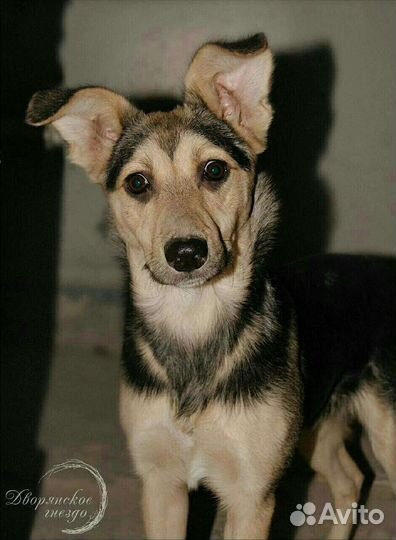 Ханна в любящие руки