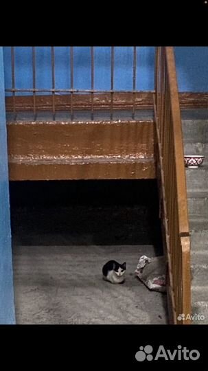 Котенок в подъезде