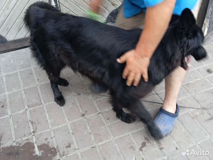 Собачьий шерсть