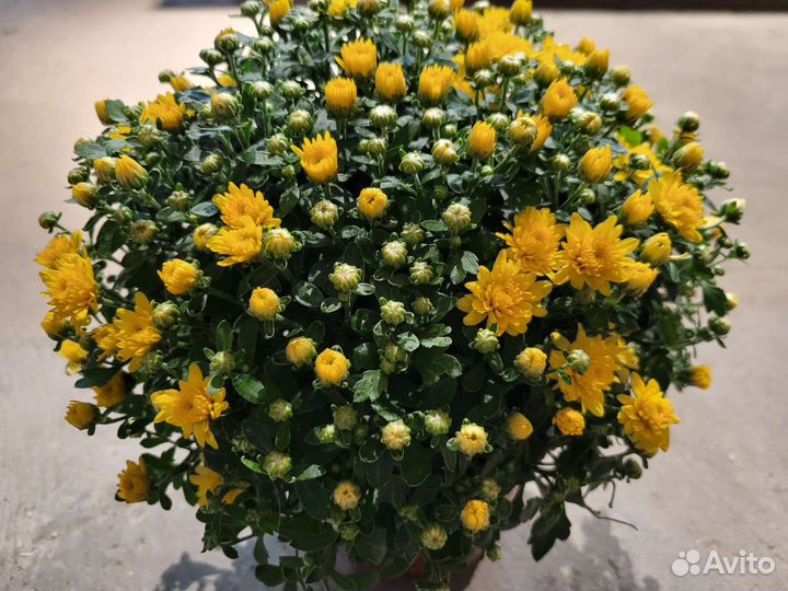 Хризантемы мультифлора