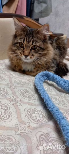 Кот в добрые руки