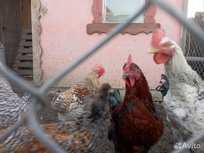 Молодые петухи 6 мес
