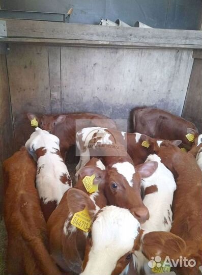 Бычки телята на откорм