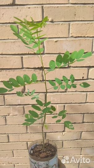 Аморфа кустарниковая