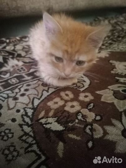 Отдам в хорошие руки рыжего пацана