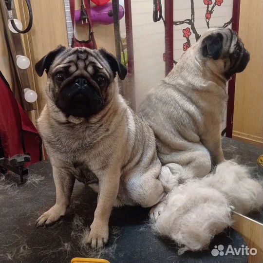 Стрижка животных, груминг профессионально