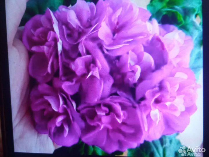 Пеларгония герань