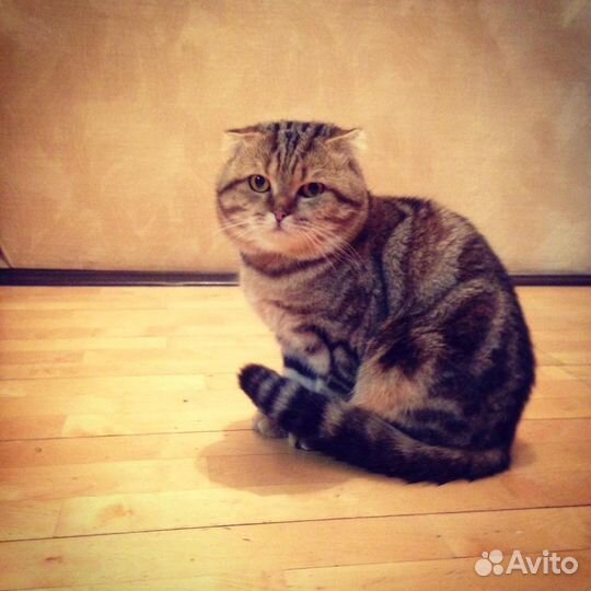 Вязка шотландец