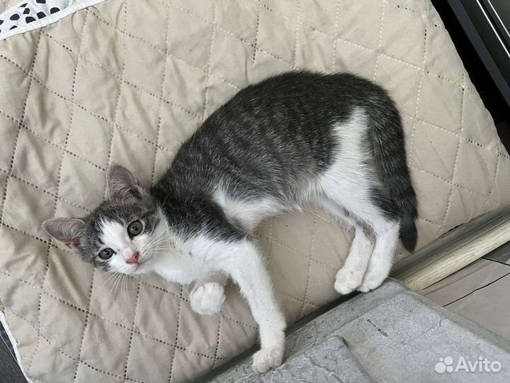 Котёнок девочка