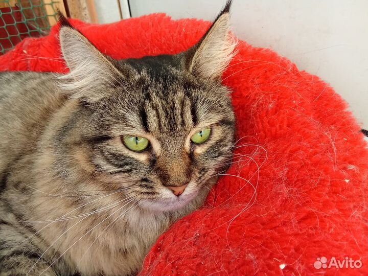 Кошки в добрые руки