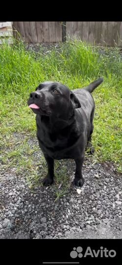 Собака в добрые руки Лабрадор