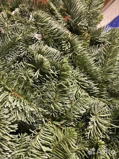 Лапник пихты нобилис ветки 4-5 кг