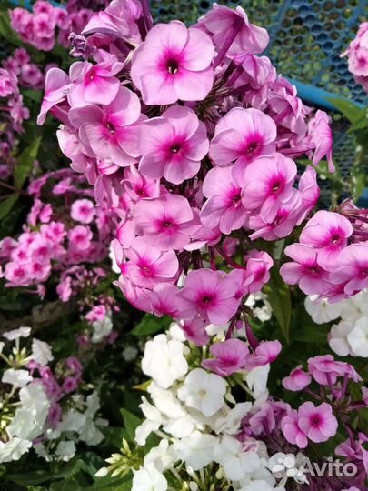 Многолетние цветы