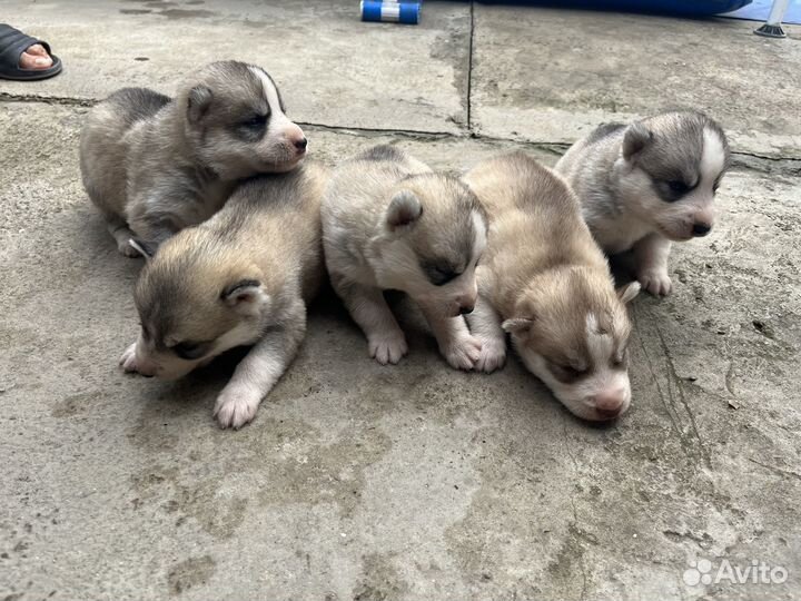 Щенки хаски