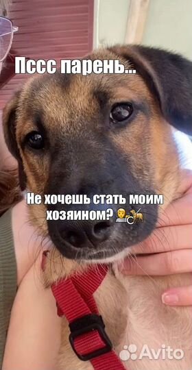 Собака в добрые руки отдам бесплатно