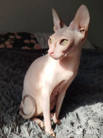Донской сфинкс котенок