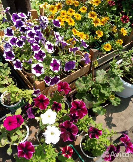 Вегетативная петуния (в наличии и под заказ)