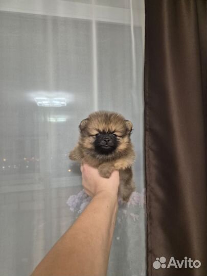 Померанский шпиц мини