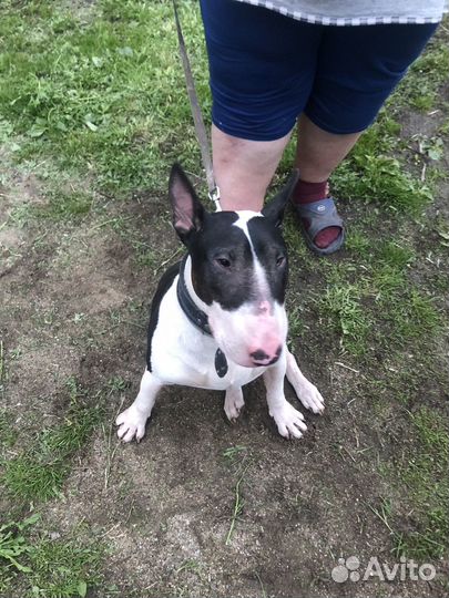 Стандартный бультерьер