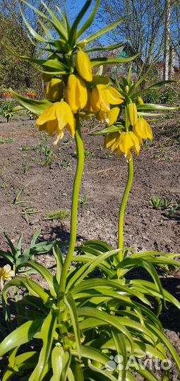 Рябчик императорский 