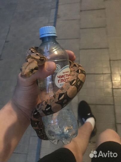 Змея для фотосессии