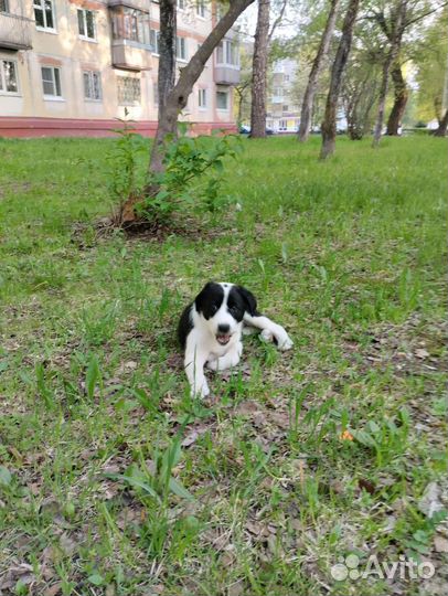 Щенок в добрые руки бесплатно маленькая порода