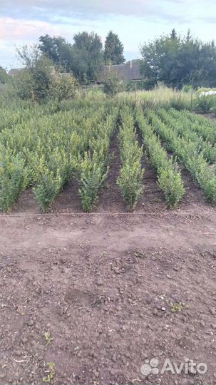 Кизильник блестящий