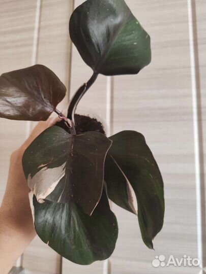 Филодендрон вайт кнайт триколор