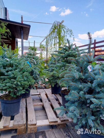 Хвойные растения