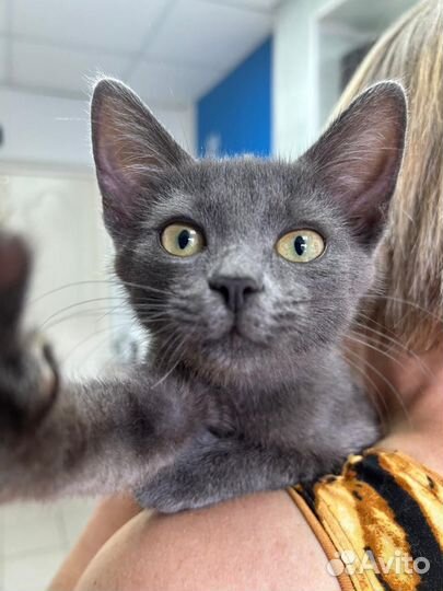 Русская голубая котенок в дар бесплатно