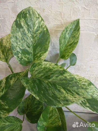 Сциндапсус (Марбл Квин)