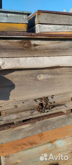 Пчелосемьи