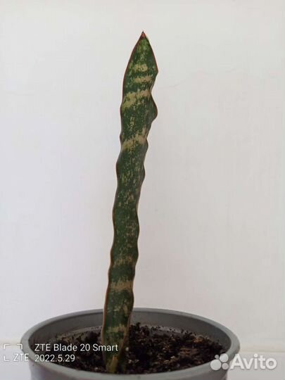 Сансевиерия кирки браун