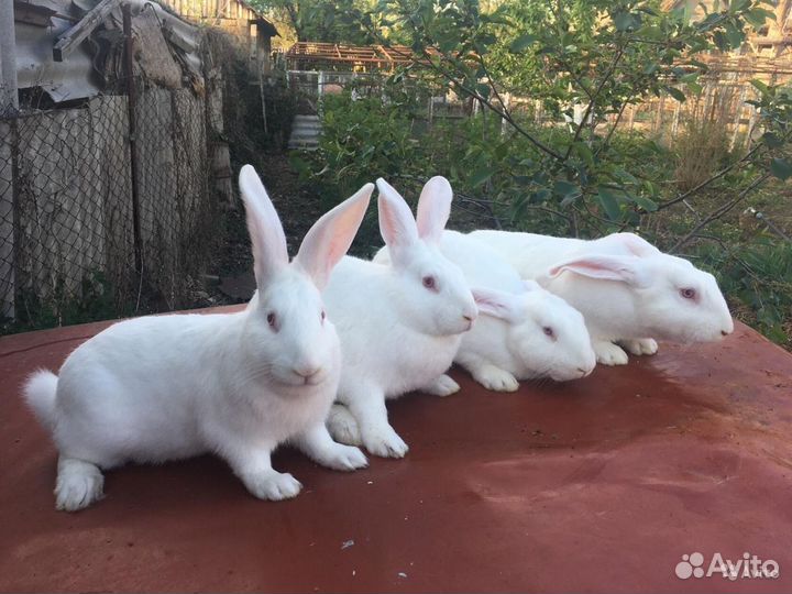 Молодняк кроликов Белый Паннон