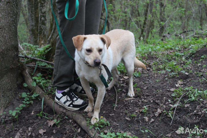 В добрые руки