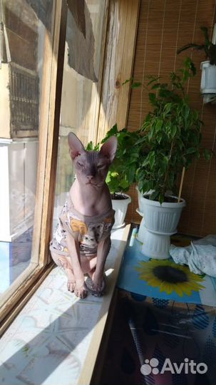 Донской сфинкс вязка