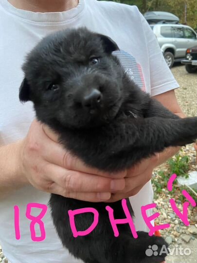 Щенки немецкой овчарки