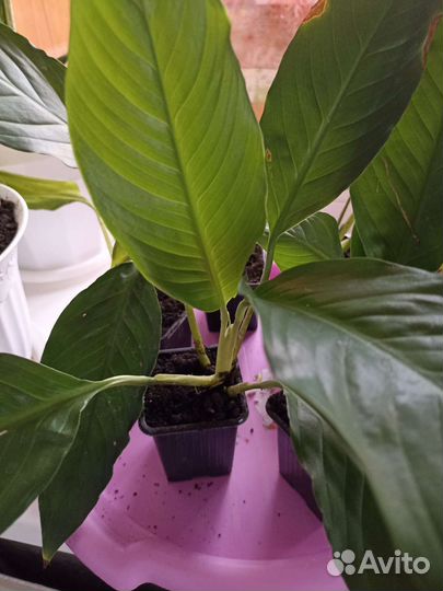 Спатифиллум