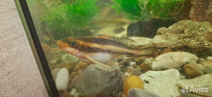 Сом платидорас