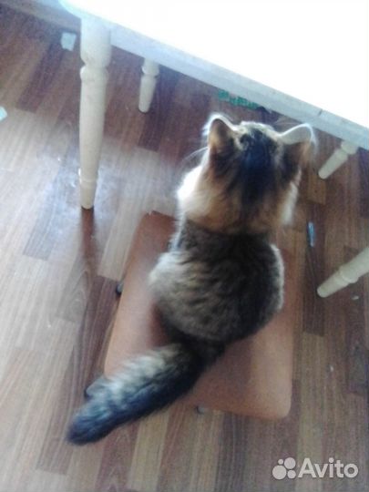 Котята ищут дом