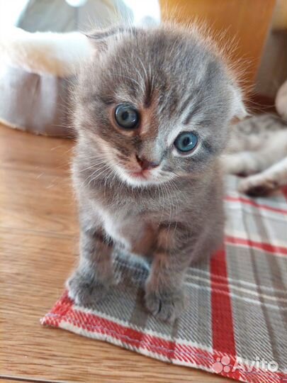 Шотландские вислоухие котята