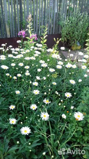 Ромашка и колеус