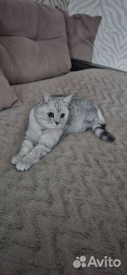 Шотландский котик