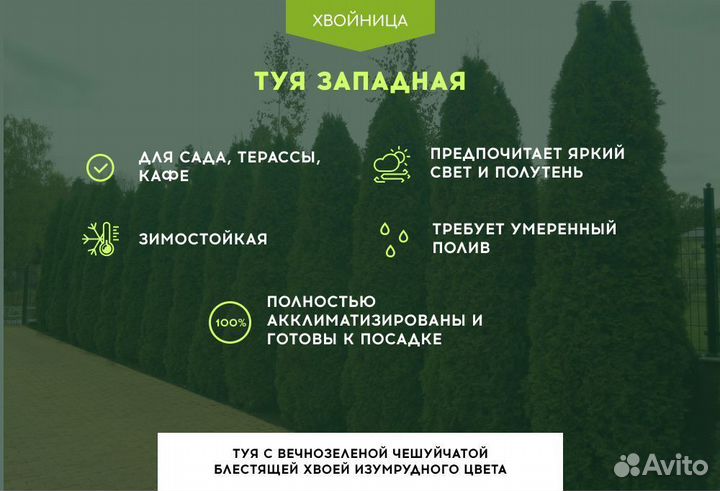 Туя сортовая Смарагд, Брабант,Колумна